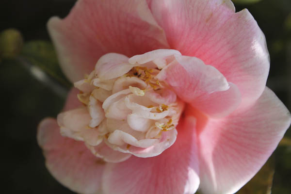 Pink rose