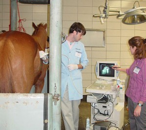 Equine Ultrasound